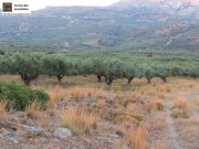 Lithines Kreta Ausgezeichneter Olivenhain in Lithines zu verkaufen Grundstück kaufen